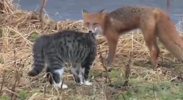 Кот против Лисы