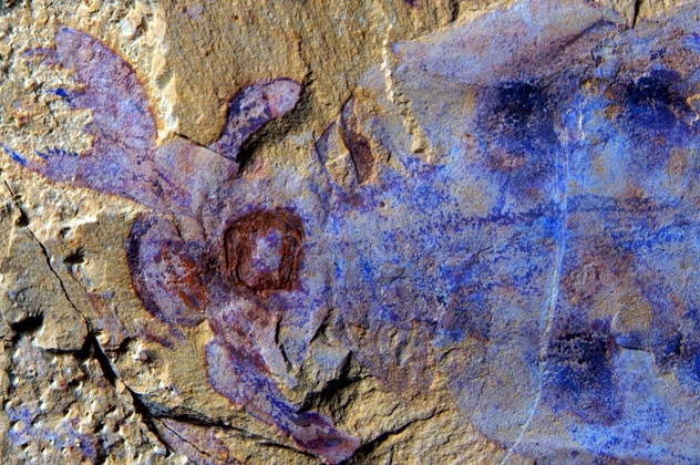 Удивительные открытия в палеонтологии в 2014 году
