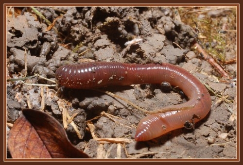 Австралийский гигантский дождевой червь (лат. Megascolides australis)