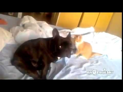Коварный кот убийца против французского бульдога  