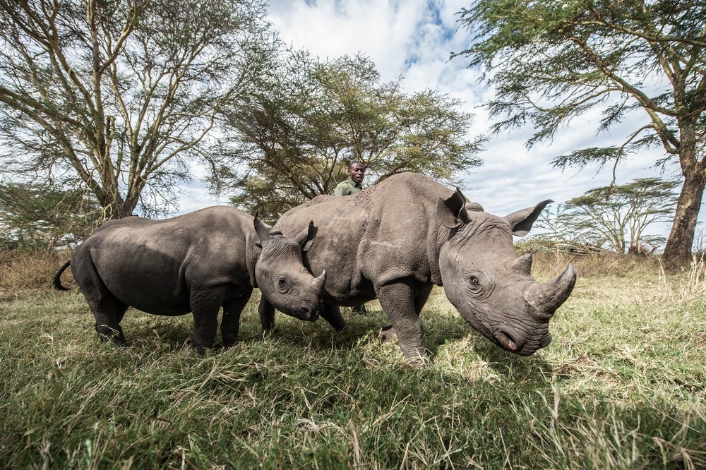 Осиротевшие малыши носорогов