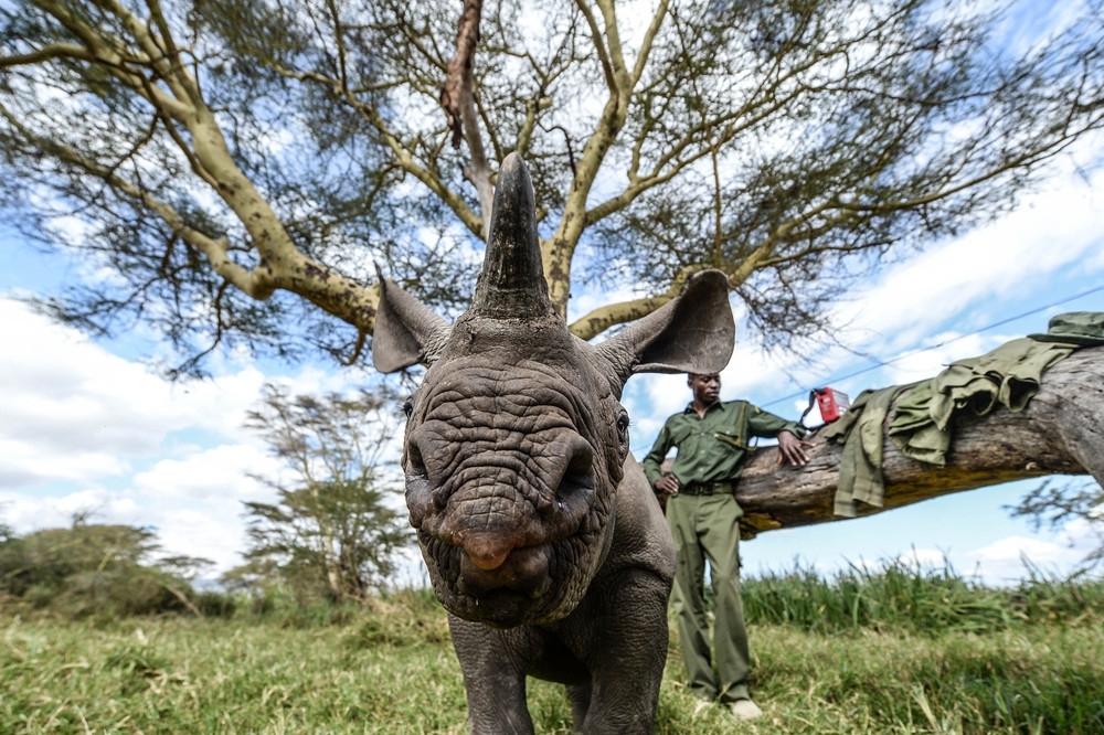 Осиротевшие малыши носорогов