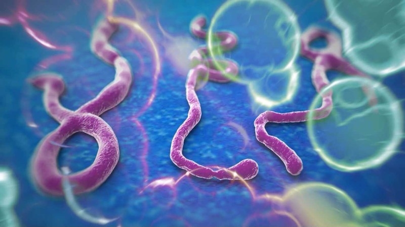 10 фактов про вирус эбола, которые стоит узнать прямо сегодня