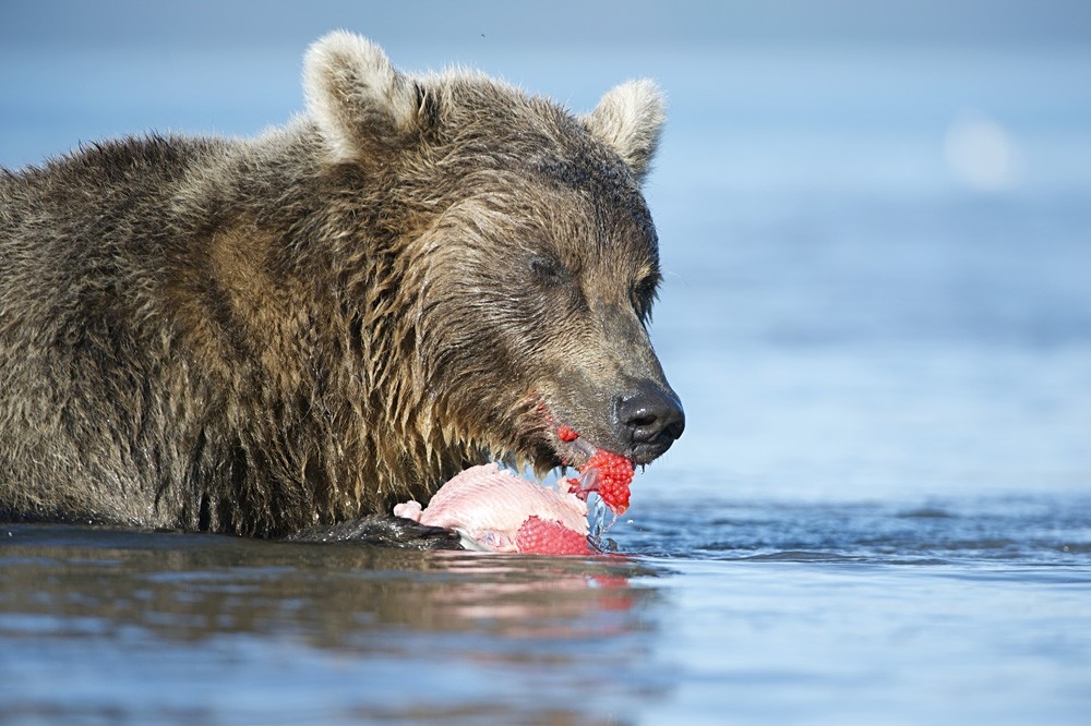  Медвежий ужин