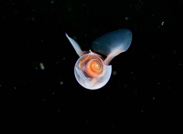 Морские существа, похожие на инопланетные формы жизни