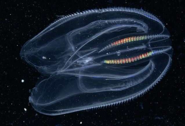 Морские существа, похожие на инопланетные формы жизни
