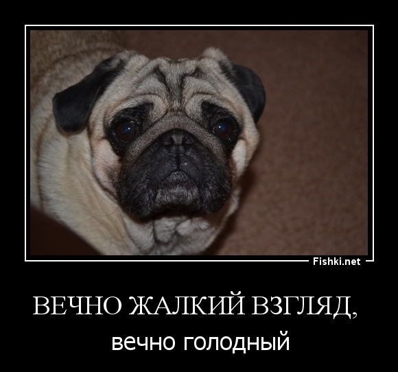 ВЕЧНО ЖАЛКИЙ ВЗГЛЯД, 