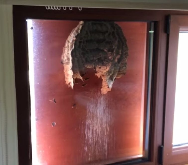 Осы свили гнездо на стеклянной двери