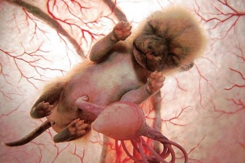 Эмбрионы животных