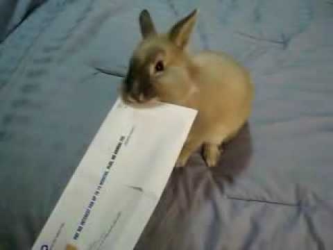 Как открыть письмо кроликом 