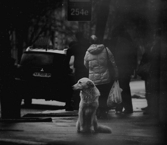 Бездомные животные в фотографиях Николая Глазунова