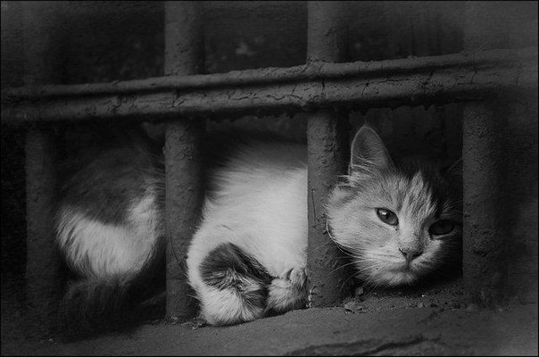 Бездомные животные в фотографиях Николая Глазунова