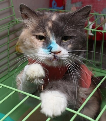 В Краснодаре сделали пластическую операцию бездомной кошке