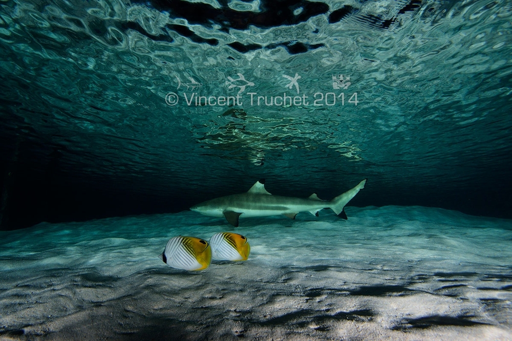 Винсента Трюше: Подводные фотографии
