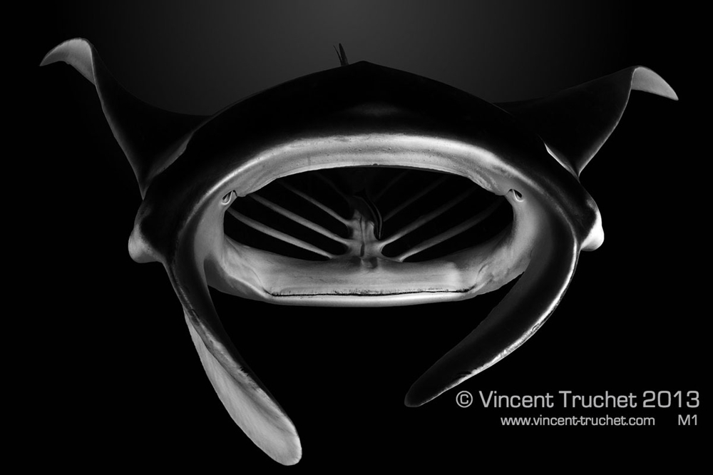 Винсента Трюше: Подводные фотографии