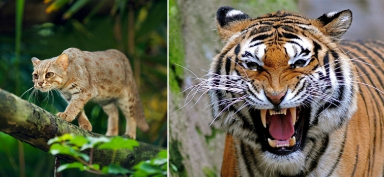 Как сильно могут отличаться размерами животные одного и того же вида