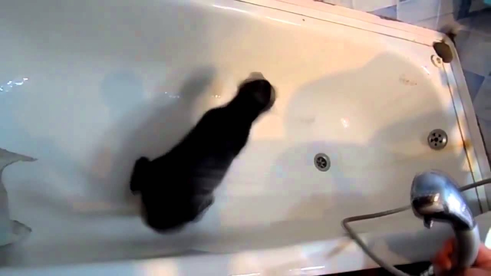 Кот, который купается с удовольствием  