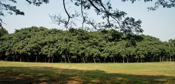 Великий Баньян - дерево-лес 