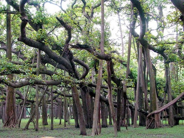 Великий Баньян - дерево-лес 