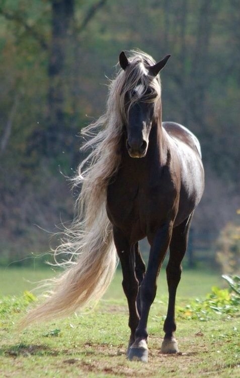 Красивая лошадь