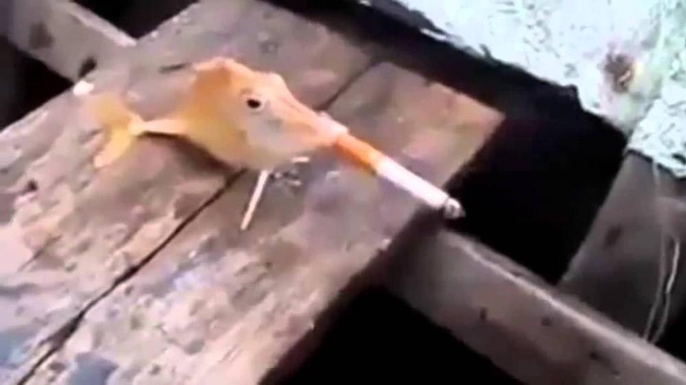 Рыба решили покурить 