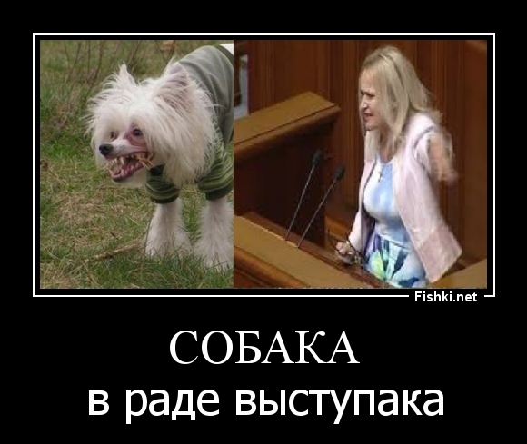 СОБАКА