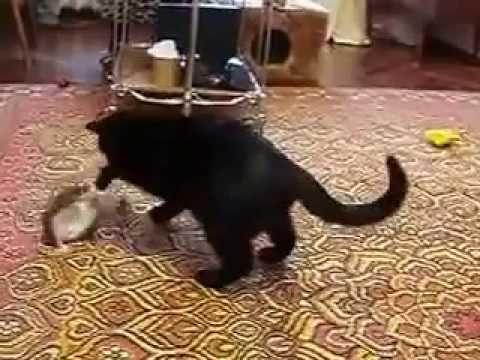 cat plays with squirrel 