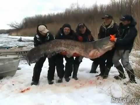Successful popular fishing on the Volga.Сом 195 кг. Рыбалка. 