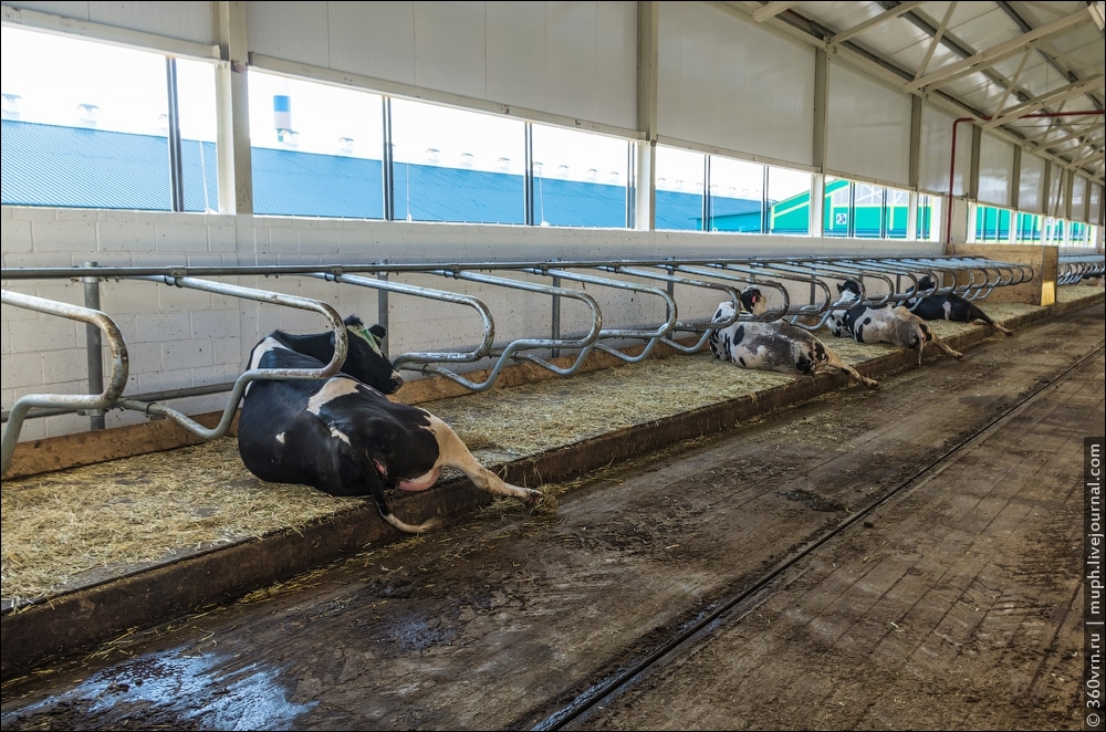Как устроена новая молочная ферма в Самарской области