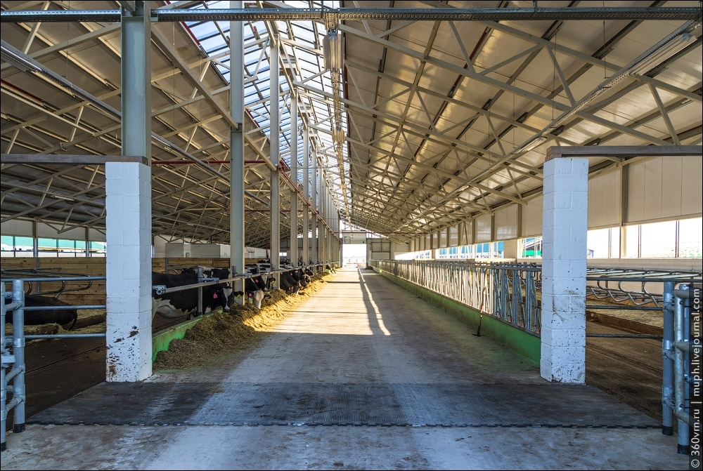 Как устроена новая молочная ферма в Самарской области