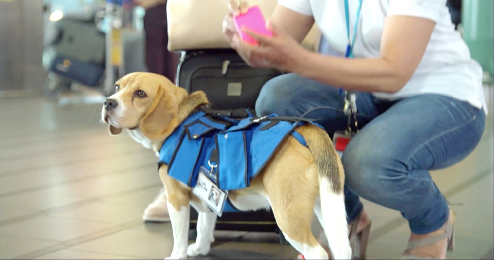 В аэропорту Амстердама появилась новая профессия для собак 