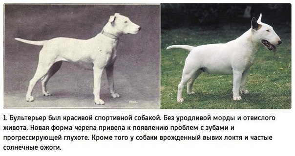К чему привели 100 лет “улучшения” породистых собак