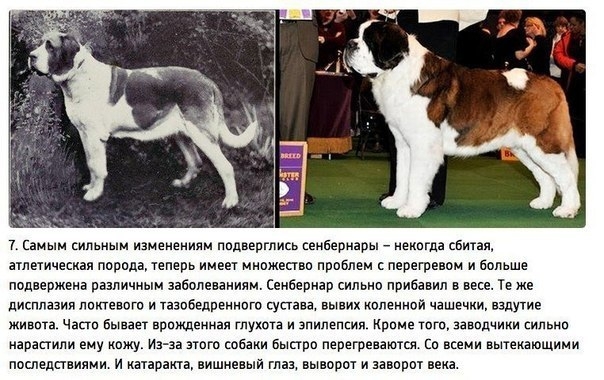 К чему привели 100 лет “улучшения” породистых собак