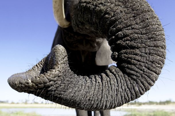 Прикольные факты о прикольных слонах