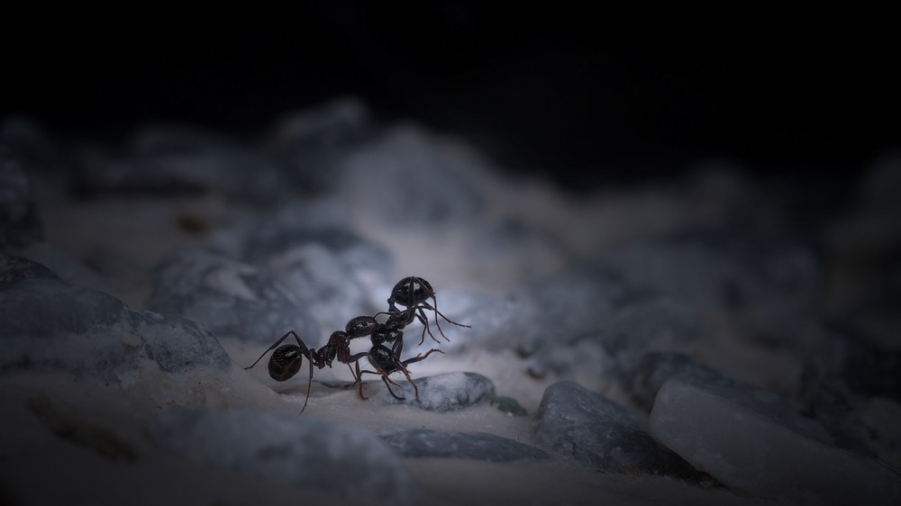 Кладбище муравьев