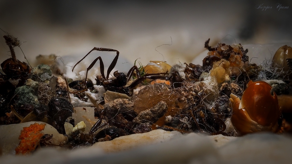 Кладбище муравьев