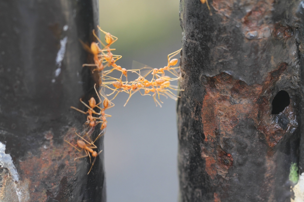 Мостик муравьев