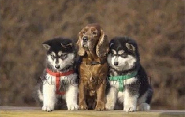 Растем вместе,история о трех собаках