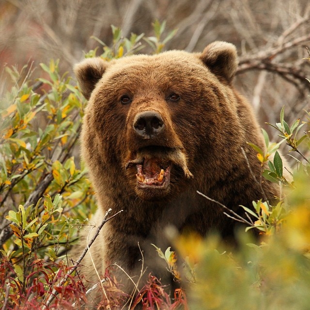 Лучшие фотографий животных из Instagram*’а National Geographic 