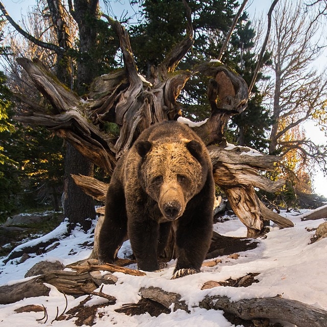 Лучшие фотографий животных из Instagram*’а National Geographic 