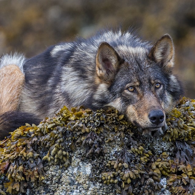 Лучшие фотографий животных из Instagram*’а National Geographic 