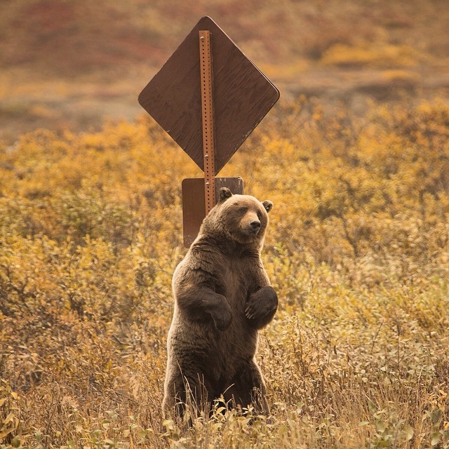 Лучшие фотографий животных из Instagram*’а National Geographic 