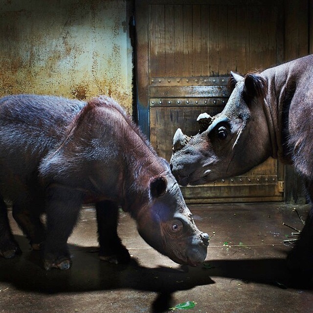 Лучшие фотографий животных из Instagram*’а National Geographic 