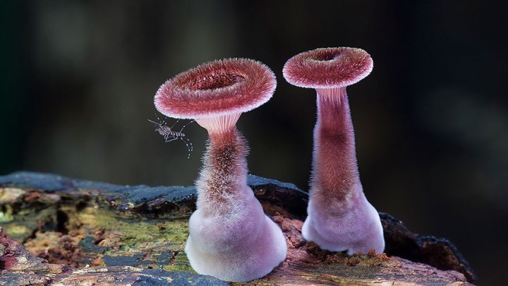 Мистический мир грибов в фотографиях