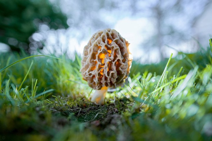 Мистический мир грибов в фотографиях
