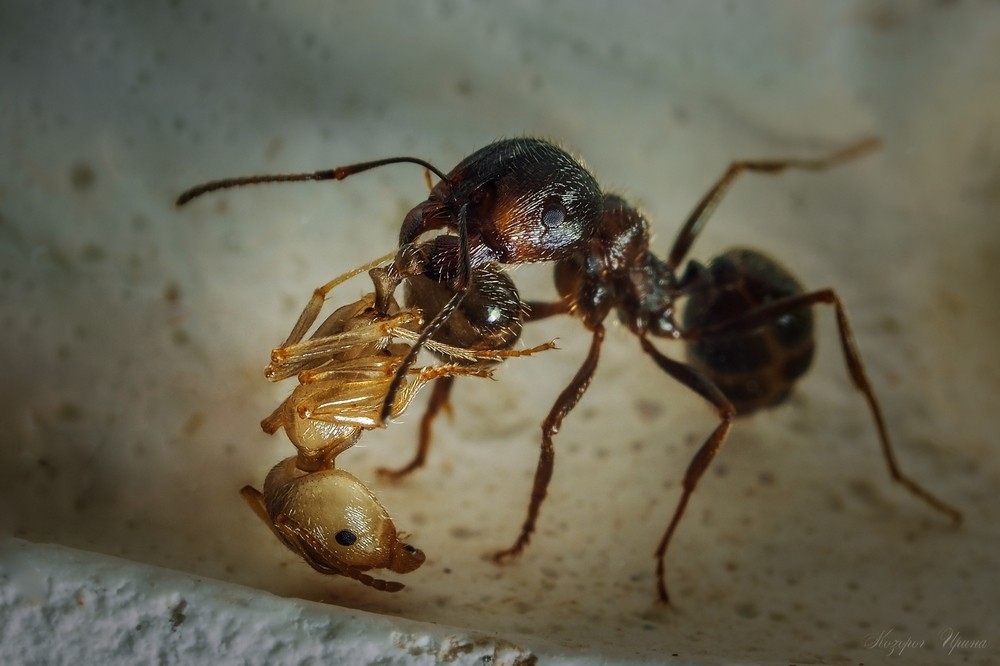  Как муравьи прощались со своей Королевой