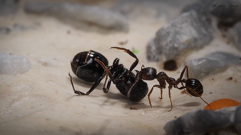  Как муравьи прощались со своей Королевой