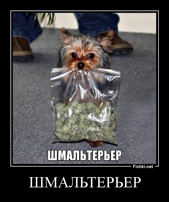 ШМАЛЬТЕРЬЕР
