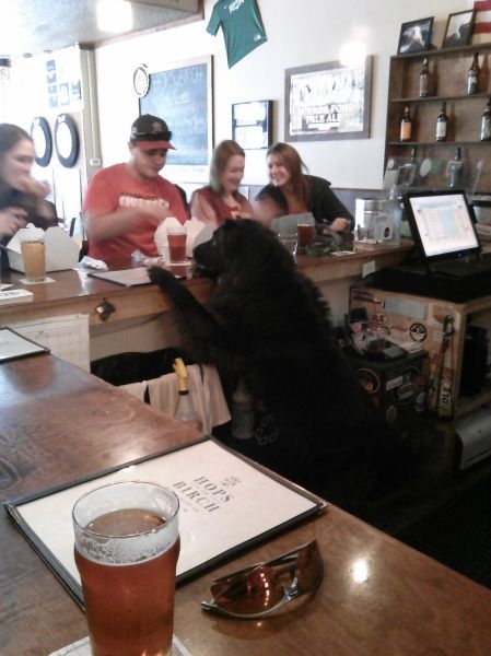 Собака обслуживает в баре