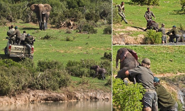 Рейнджеры, рискуя жизнями, спасли слоненка